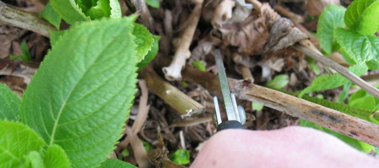Pruning Endless Summer Hydrangeas