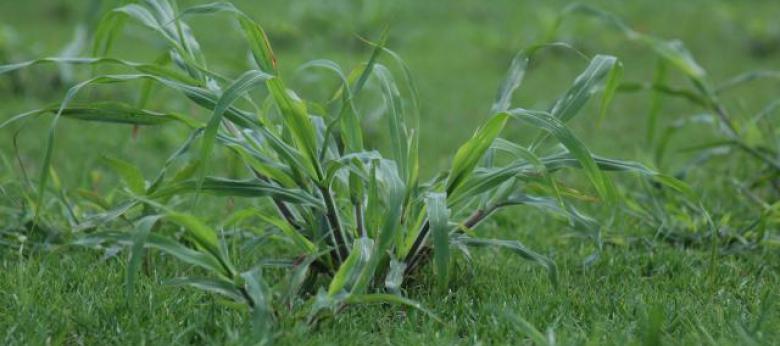 Crabgrass Control