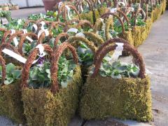 Garden Barn Grown Pansy Purses