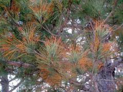 Salt Damage Close Up - Pines