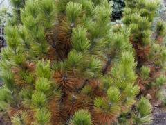 Winter Injury - Pines