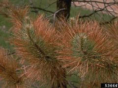 Winter Injury Close Up - Pines